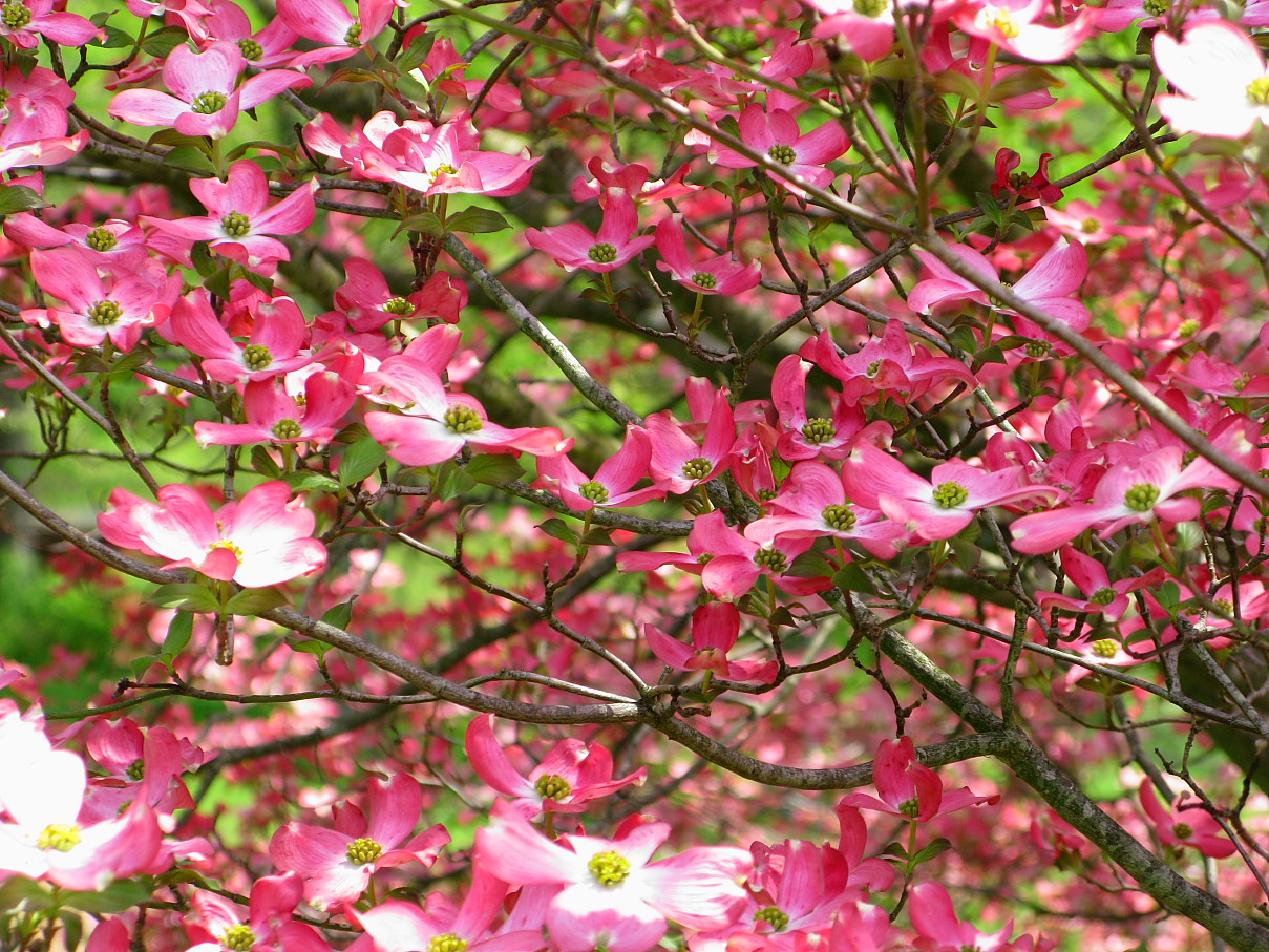 Pink Dogwood Tree Flowers Photos 