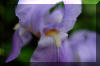 light-purple-iris
