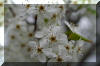pear-tree-blossom