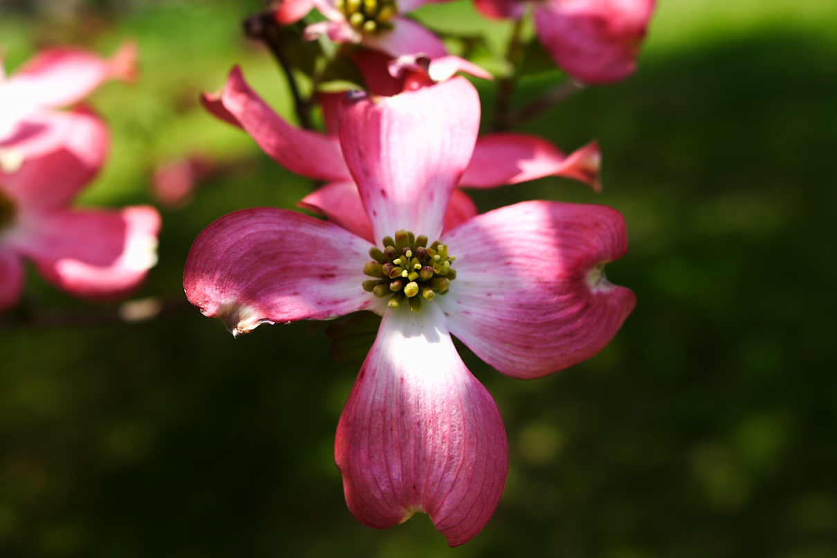 http://www.forestwander.com/images/update-9-2008/Flowers/pink-dogwood-04242008-cross.JPG