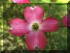 pink-dogwood-flower-cross