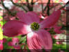 pink-flower-dogwood-macro