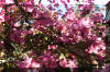 pink-tree-flowers