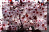 plum-tree-spring-blooms