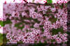 plum-tree-spring-blossom