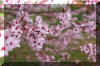 plum-tree-spring