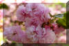 powder-puff-tree-flowers