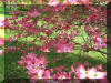 pretty-yard-pink-dogwood-flowers
