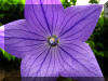 purple-blue-flower