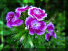 purple-flowers