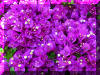 purple-flowers