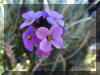 purple-flowers-cluster