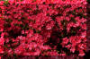 red-flower-bush-azalea