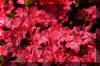spring-azaleas