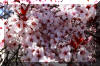 spring-bloom-plum-tree