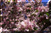 spring-blossoms