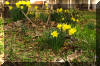 spring-daffodils-house-porch
