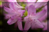 spring-flower