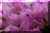 spring-flower