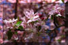 spring-flower-blooms