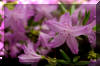 spring-flower
