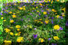 spring-flowers-grass