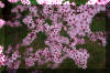spring-plum-tree-blossum