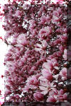 spring-tree-flower-bloom