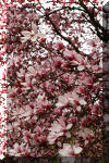 spring-tree-flower-blossom