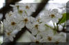 spring-tree-pear-blossum