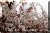 spring-weeping-cherry-tree