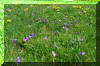 springtime-grass