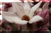 tree-flower-bloom