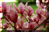 tree-flower-spring