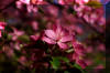 tree-pink-bloom-spring-flower