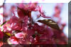 tree-pink-bloom-spring
