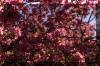 tree-pink-bloom