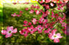 tree-pink-dogwood-flowers