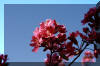 tree-pink-sky-flower