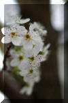 tree-spring-pear-blossom