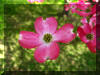 up-close-pink-dogwood-flower