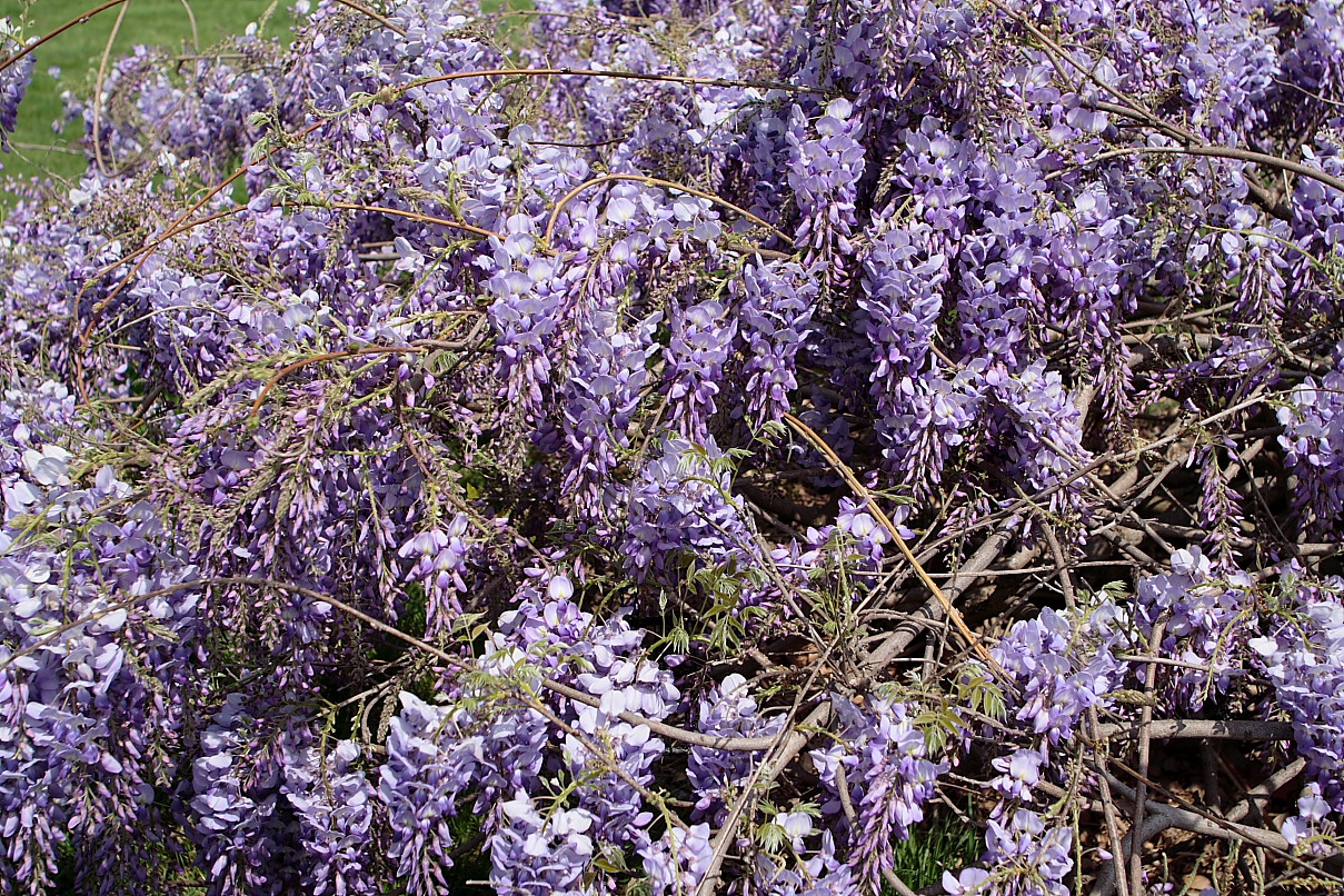 wysteria+flowers+JPG