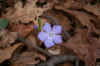 violete1web_flower.jpg (139110 bytes)