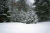 wavesofsnowforestweb.JPG (333781 bytes)
