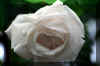 white-rose.jpg (114998 bytes)