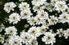 whiteflower1web_flower.jpg (261936 bytes)