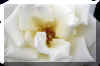 whiterose_flower.JPG (141332 bytes)