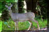 whitetail-deer-1.jpg (322119 bytes)
