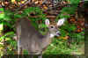 whitetail-deer-3.jpg (297808 bytes)