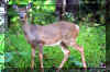 whitetail-deer.jpg (320988 bytes)